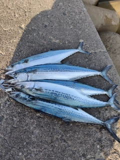 サゴシの釣果
