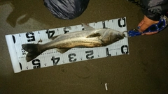 マルスズキの釣果