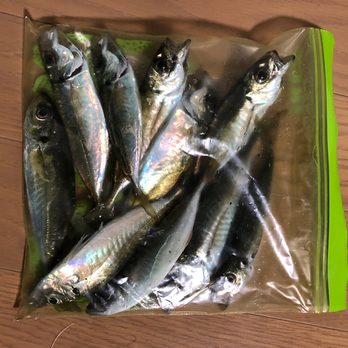 アジの釣果