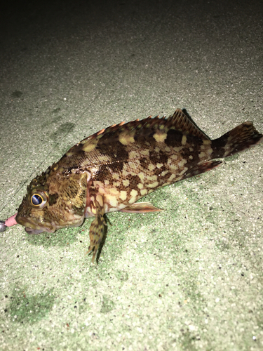 カサゴの釣果