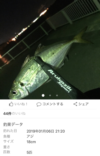 アジの釣果