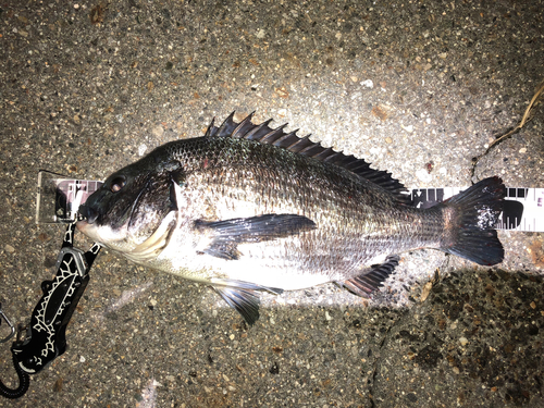 クロダイの釣果