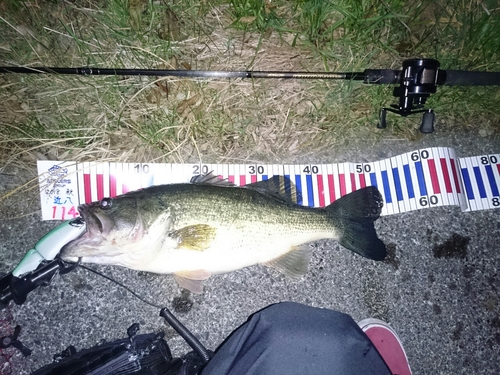 ブラックバスの釣果