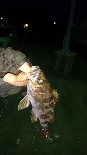 メバルの釣果