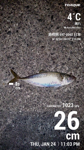 アジの釣果