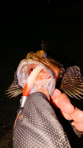 アラカブの釣果