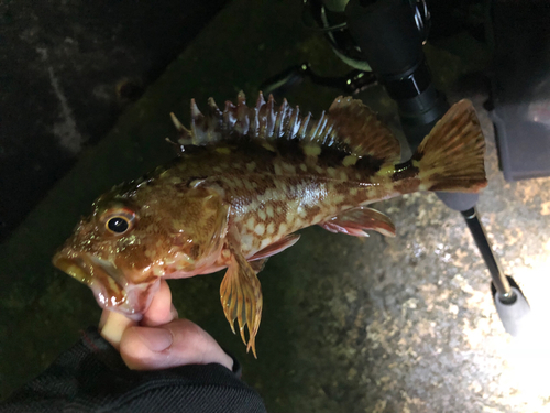 カサゴの釣果