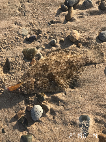 ヒラメの釣果