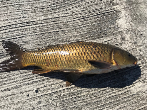 コイの釣果