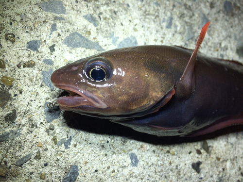 エゾイソアイナメの釣果