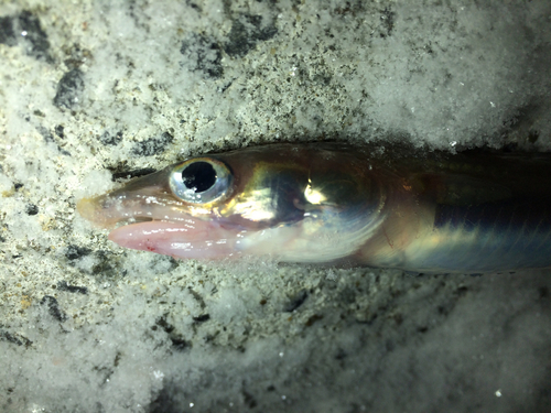 マアナゴの釣果