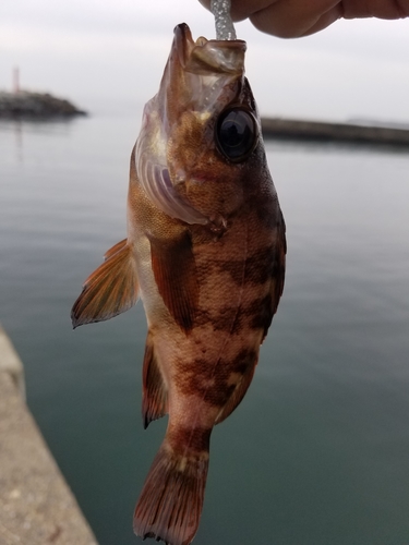 アカメバルの釣果