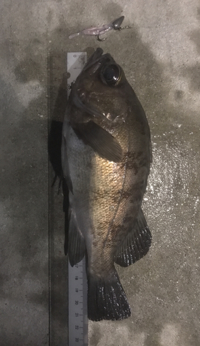 メバルの釣果