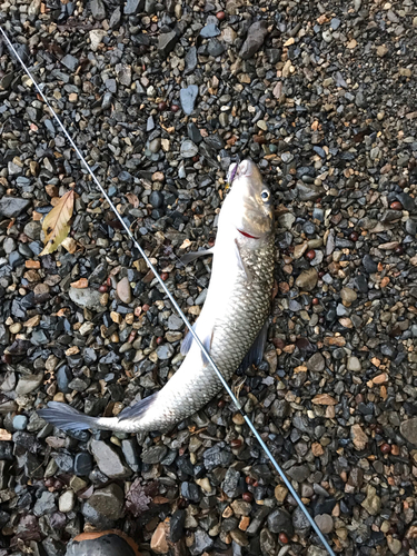 ニゴイの釣果