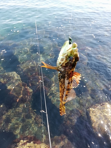 アナハゼの釣果