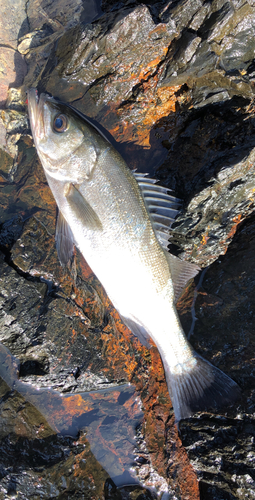 ヒラスズキの釣果