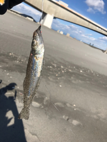 キスの釣果