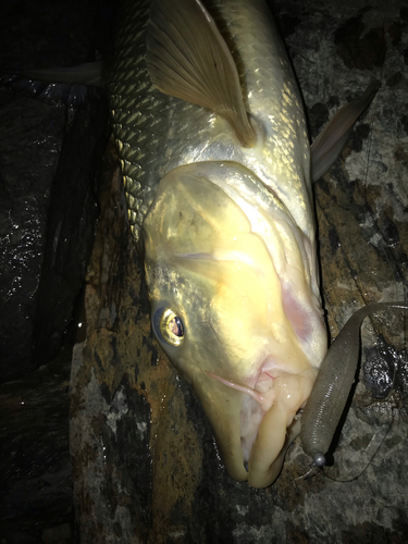 ニゴイの釣果