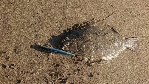 ヒラメの釣果