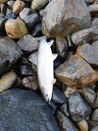 アメマスの釣果