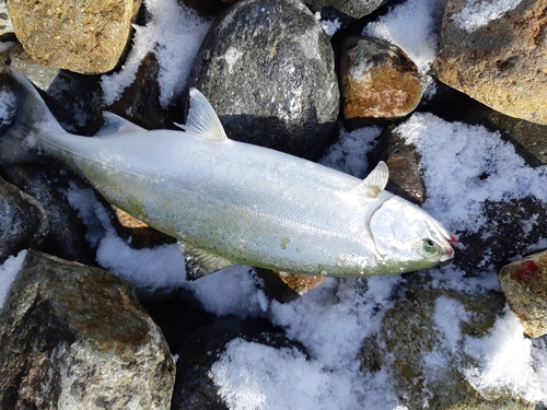 サクラマスの釣果