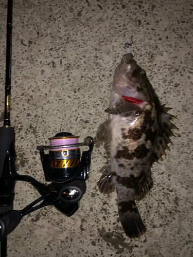 タケノコメバルの釣果