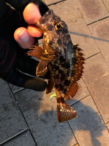 カサゴの釣果