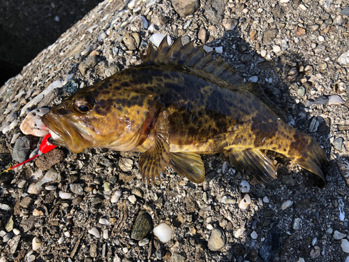 タケノコメバルの釣果