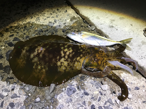 アオリイカの釣果