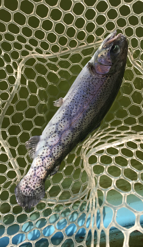 ニジマスの釣果