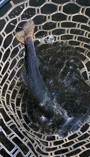 トラウトの釣果