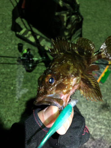 カサゴの釣果