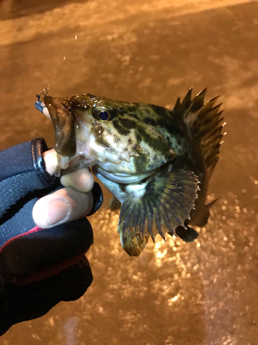 ベッコウゾイの釣果