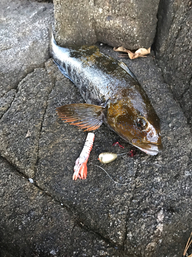 アイナメの釣果