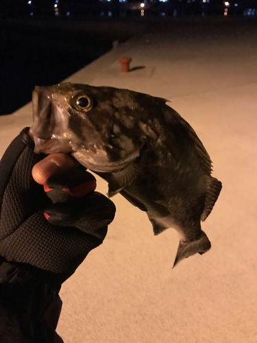 クロソイの釣果