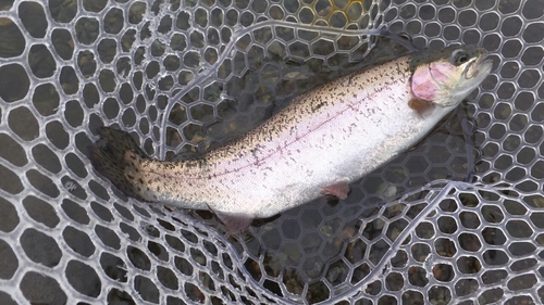 ニジマスの釣果