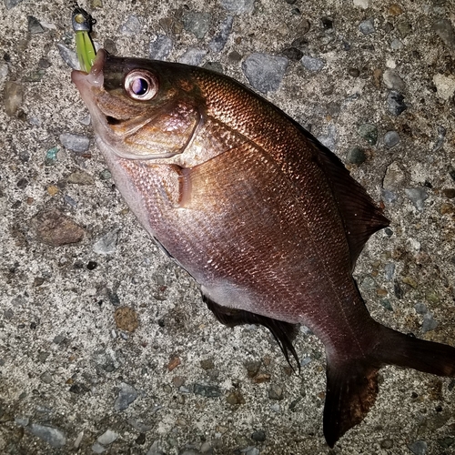 ウミタナゴの釣果