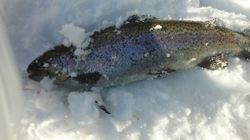 ニジマスの釣果