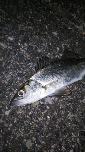 セイゴ（マルスズキ）の釣果