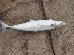 サゴシの釣果