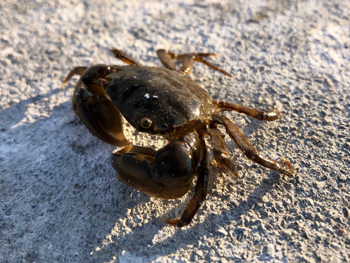 カニの釣果