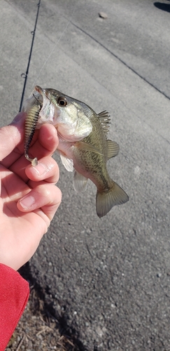 ラージマウスバスの釣果