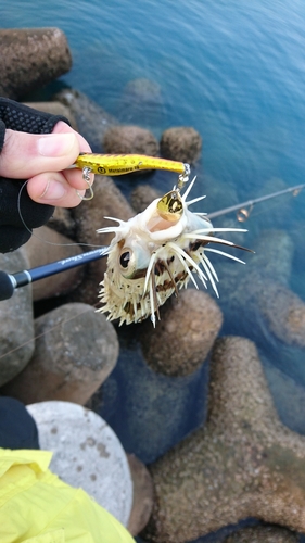 ハリセンボンの釣果