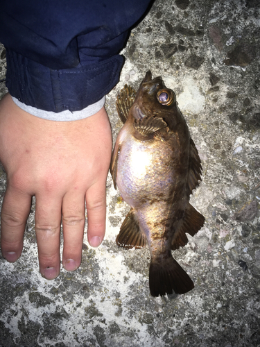 アカメバルの釣果