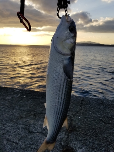 ボラの釣果