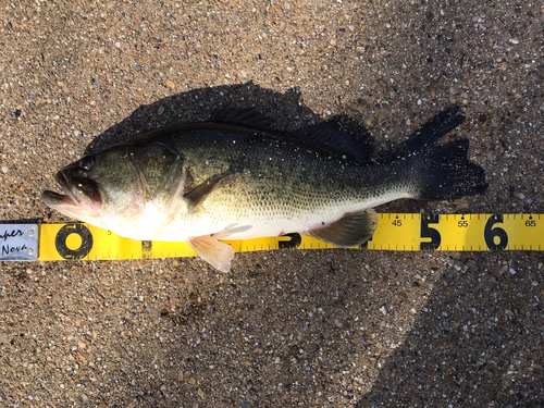 ブラックバスの釣果