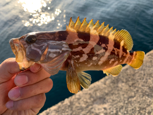 アラの釣果