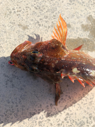 カサゴの釣果