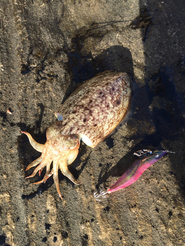 コウイカの釣果