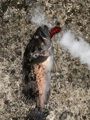 クロソイの釣果